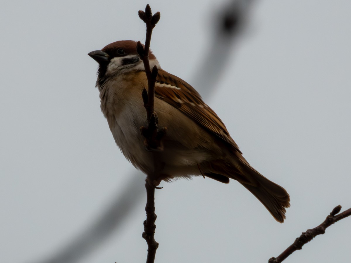 Eurasian Tree Sparrow - ML646896080