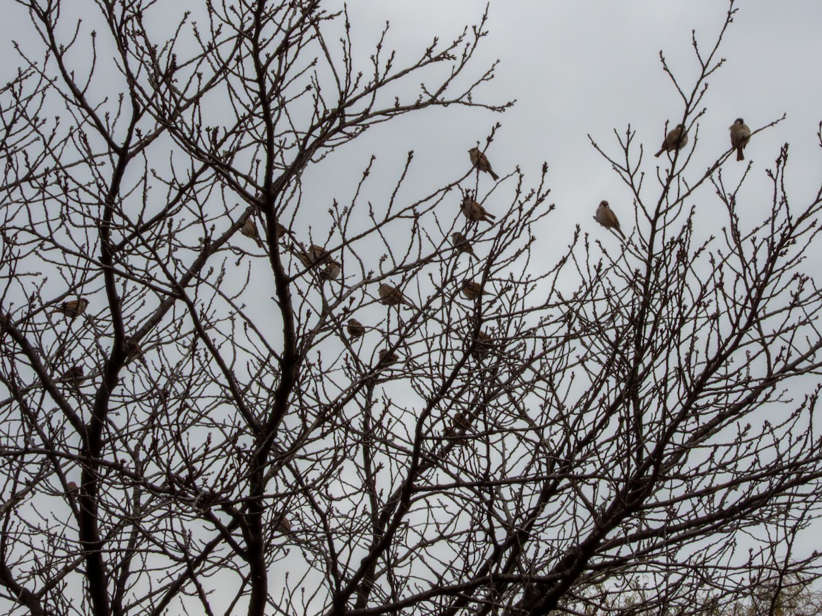 Eurasian Tree Sparrow - ML646896081