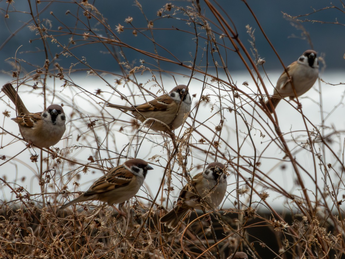Eurasian Tree Sparrow - ML646896082