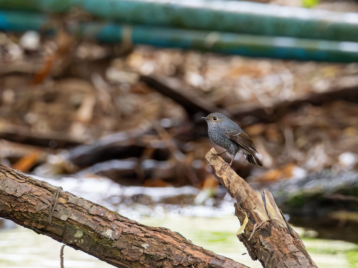 blyrødstjert - ML646896083