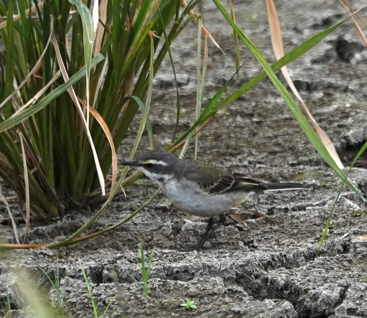 Eastern Yellow Wagtail - ML646896084