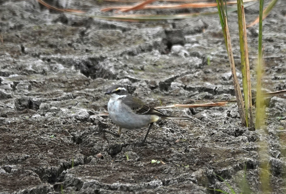 Eastern Yellow Wagtail - ML646896085