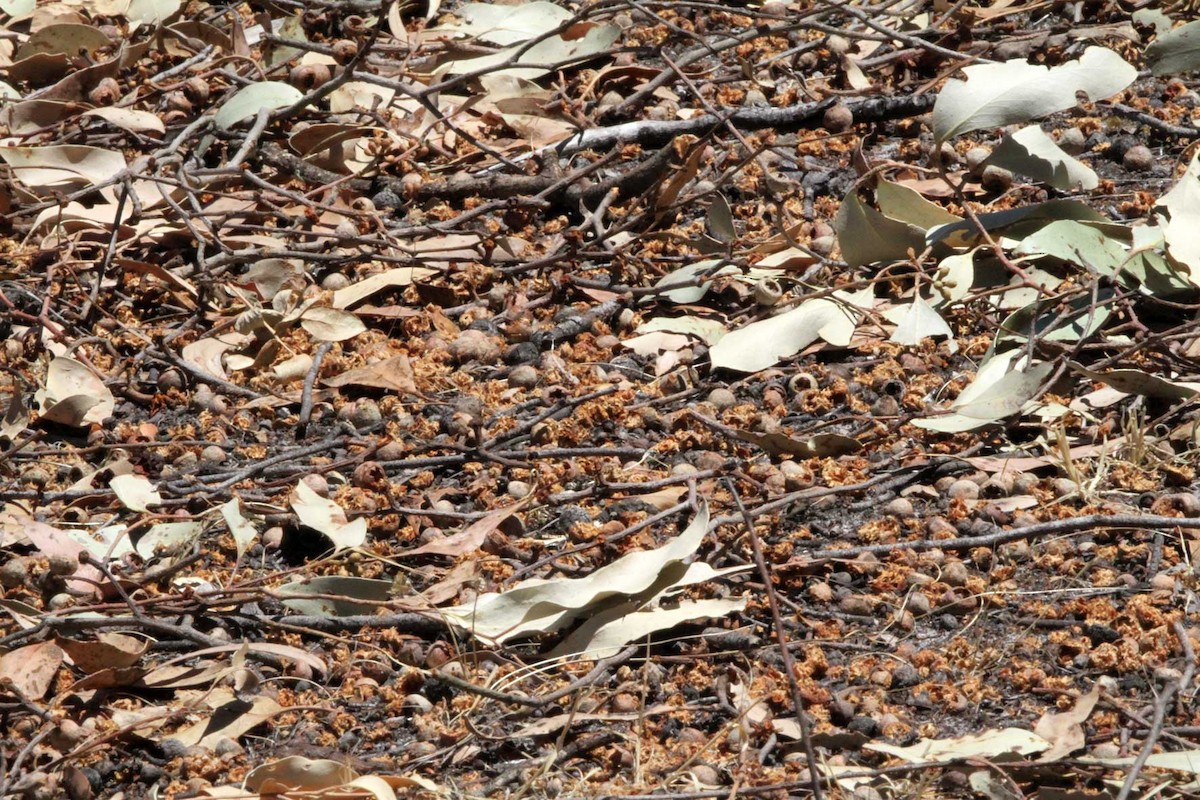 Краснохвостый траурный какаду - ML646896086