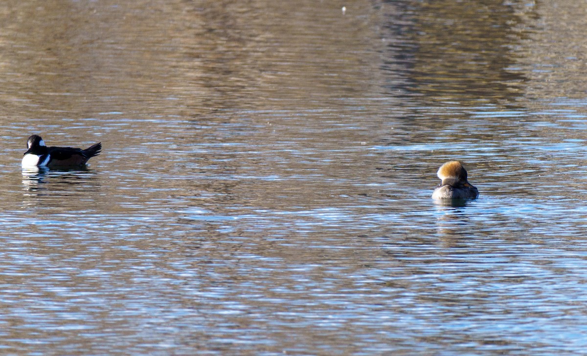 Hooded Merganser - ML646896087
