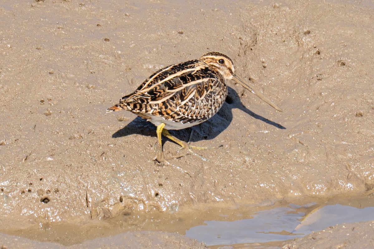 Bekassine - ML646896088