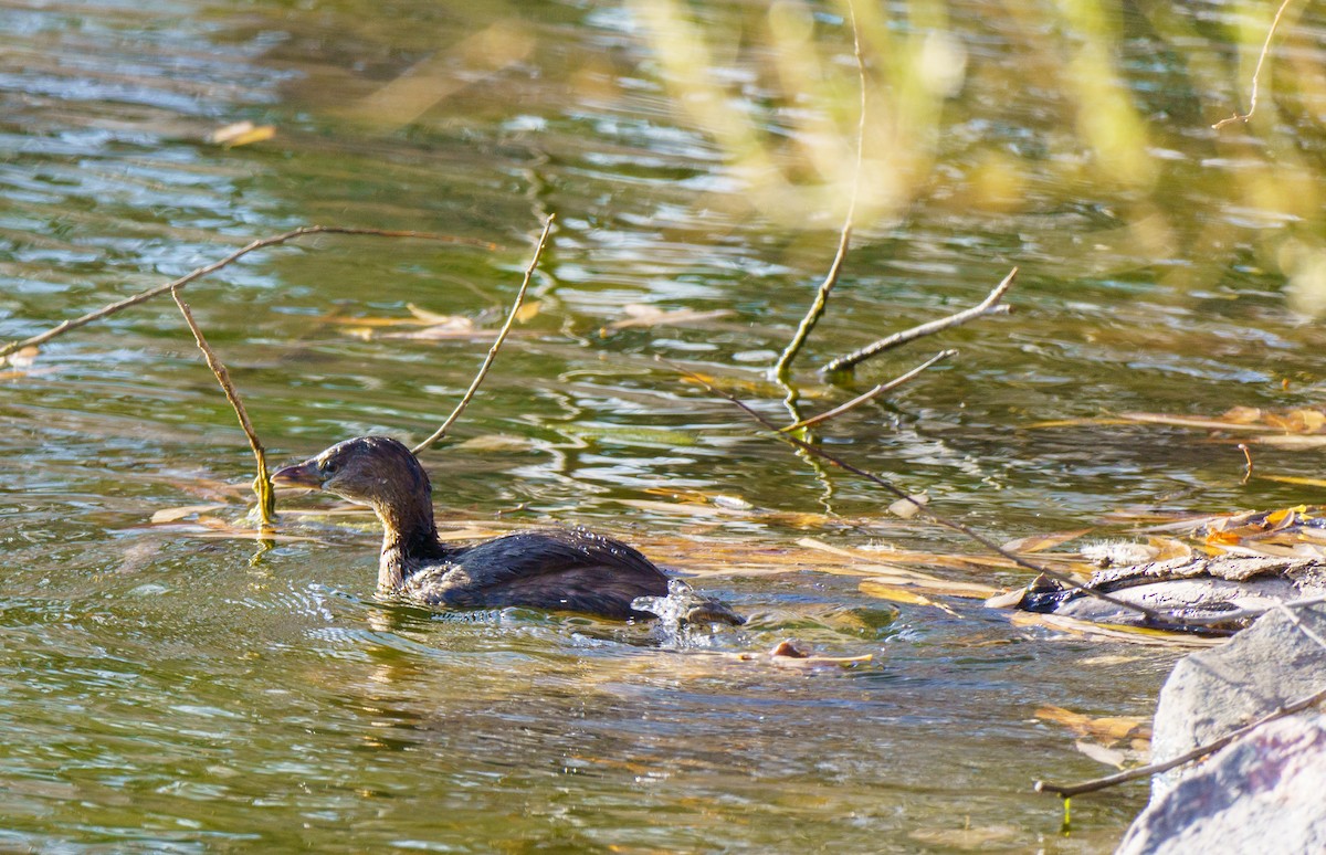 Pied-billed Grebe - ML646896089