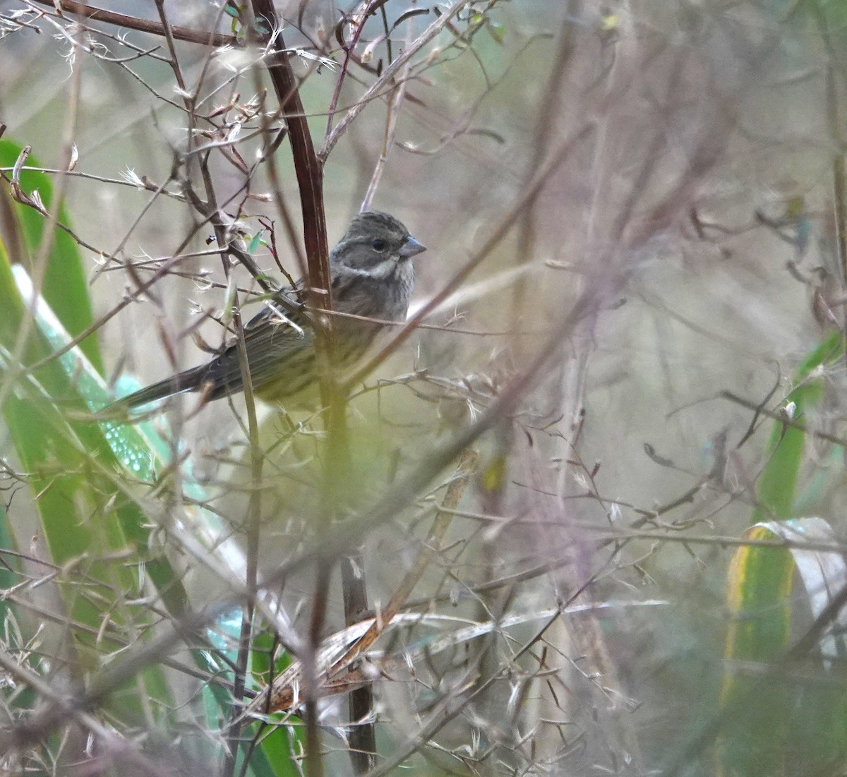 Zigolo mascherato - ML646896091