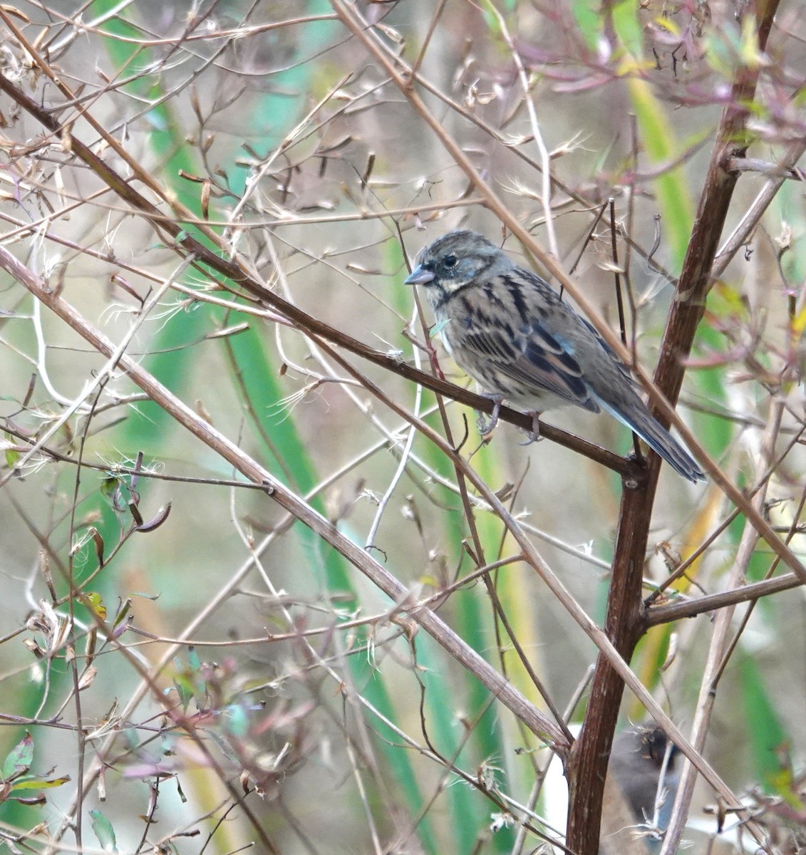 Zigolo mascherato - ML646896092