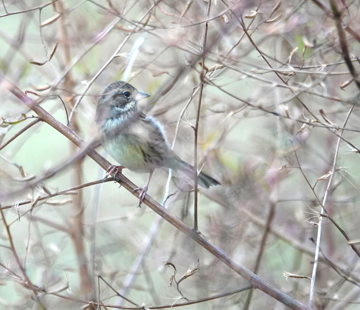 Zigolo mascherato - ML646896093