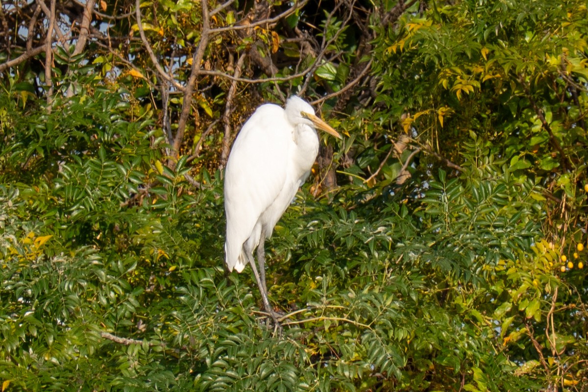 Средняя белая цапля - ML646896095