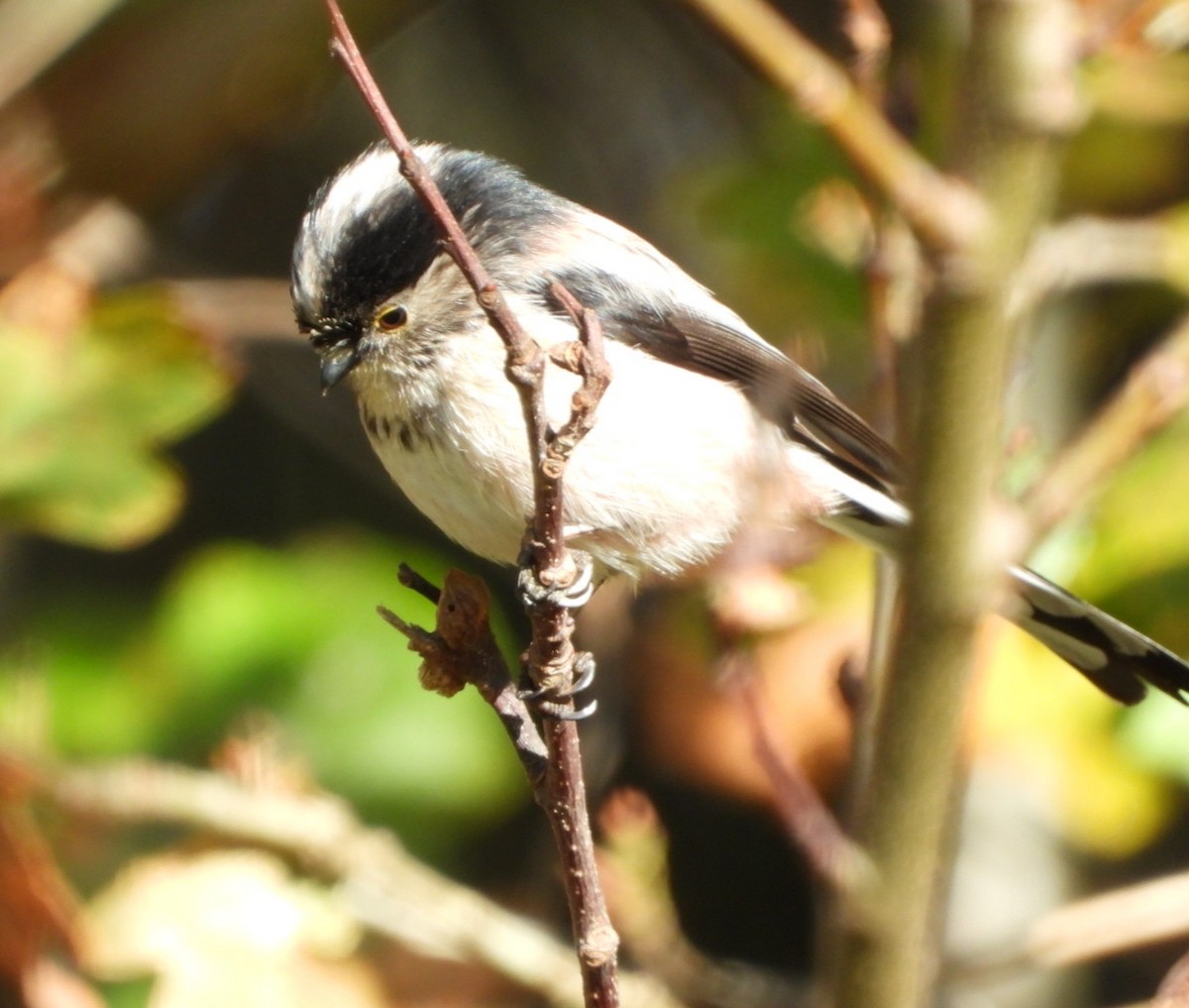 Long-tailed Tit - ML646896096
