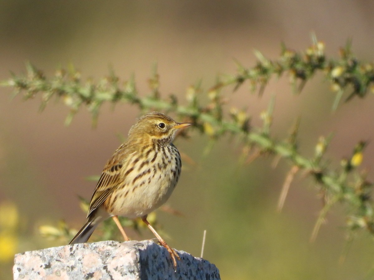 Meadow Pipit - ML646896098