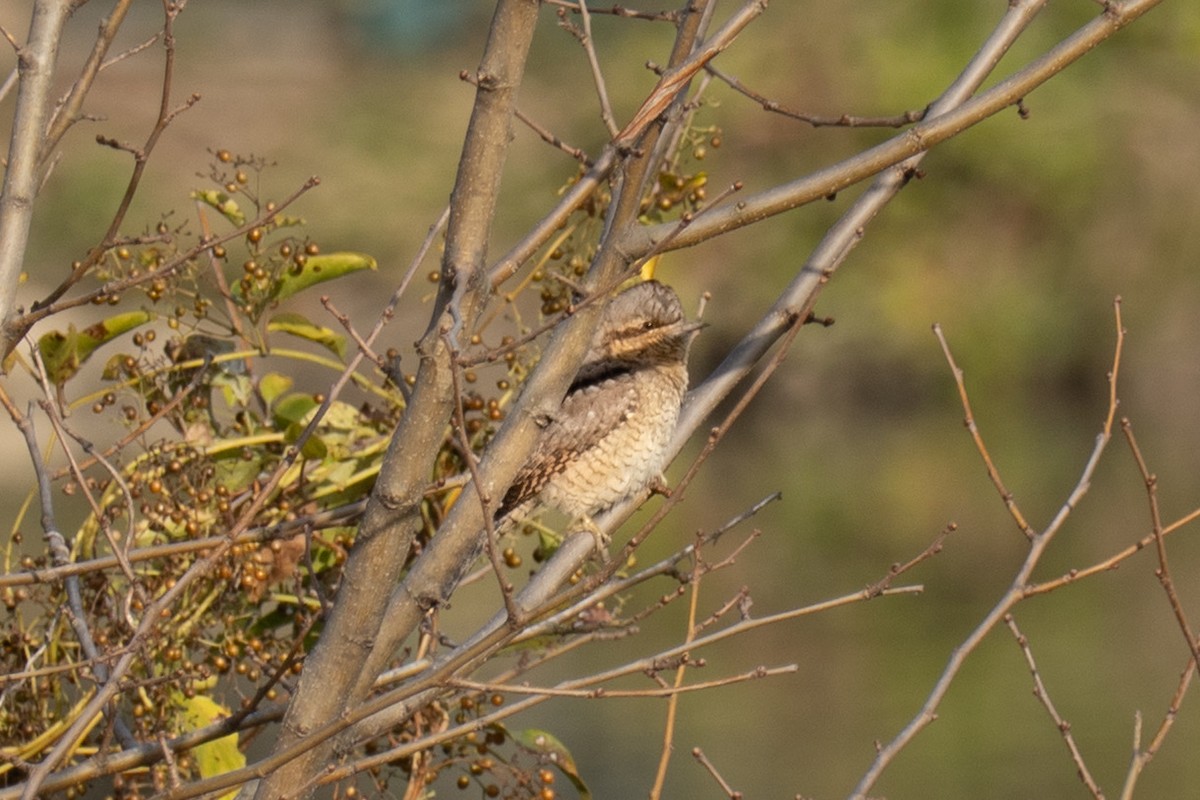 Wendehals - ML646896099