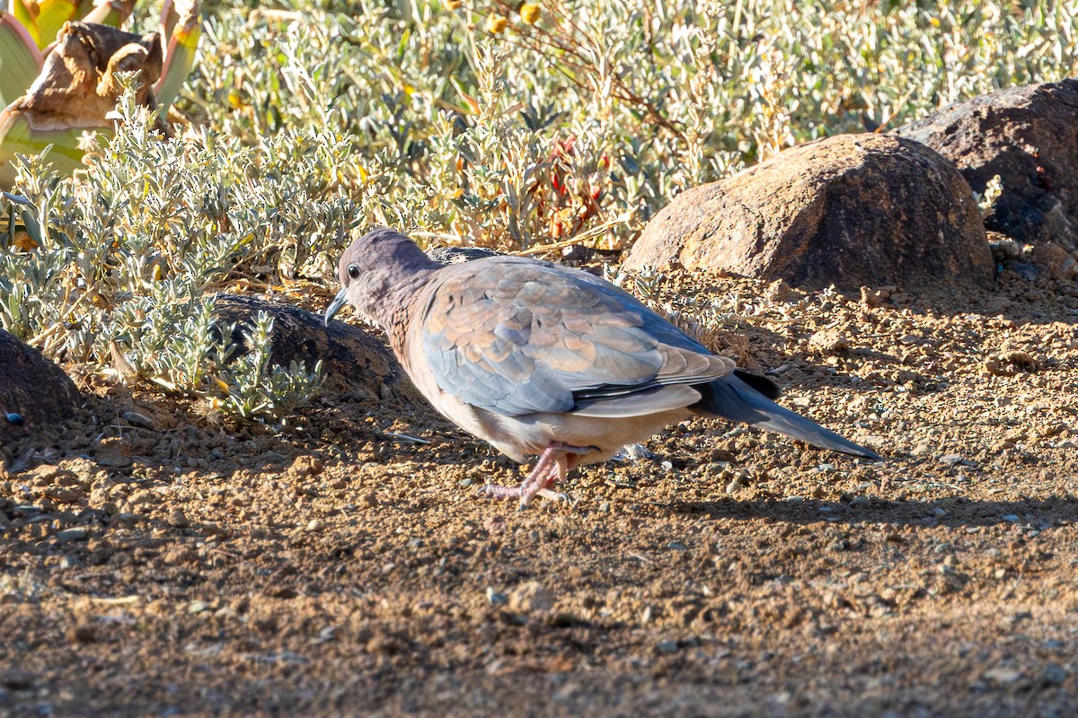 צוצלת - ML646896100