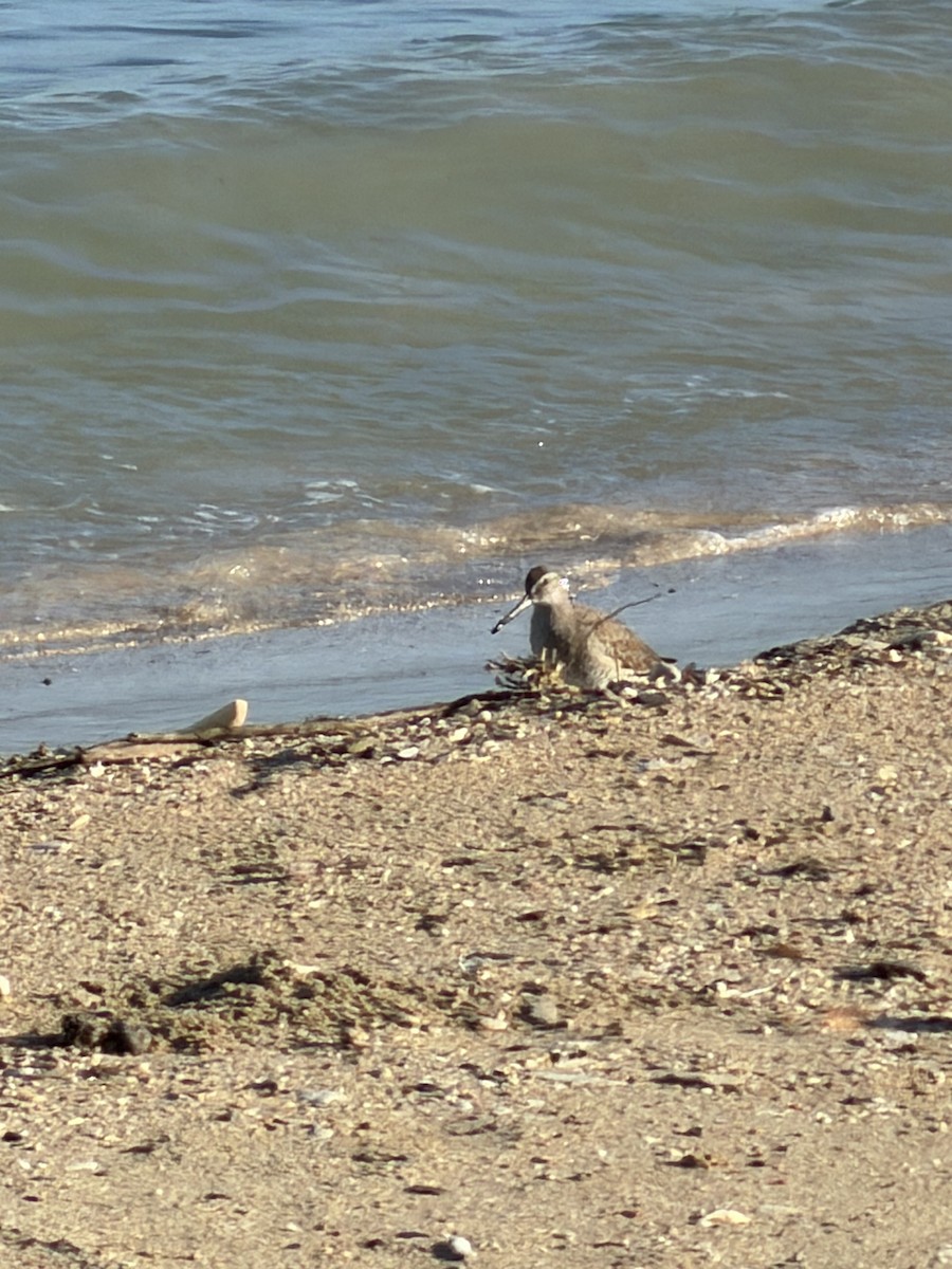 Short-billed Dowitcher - ML646896109