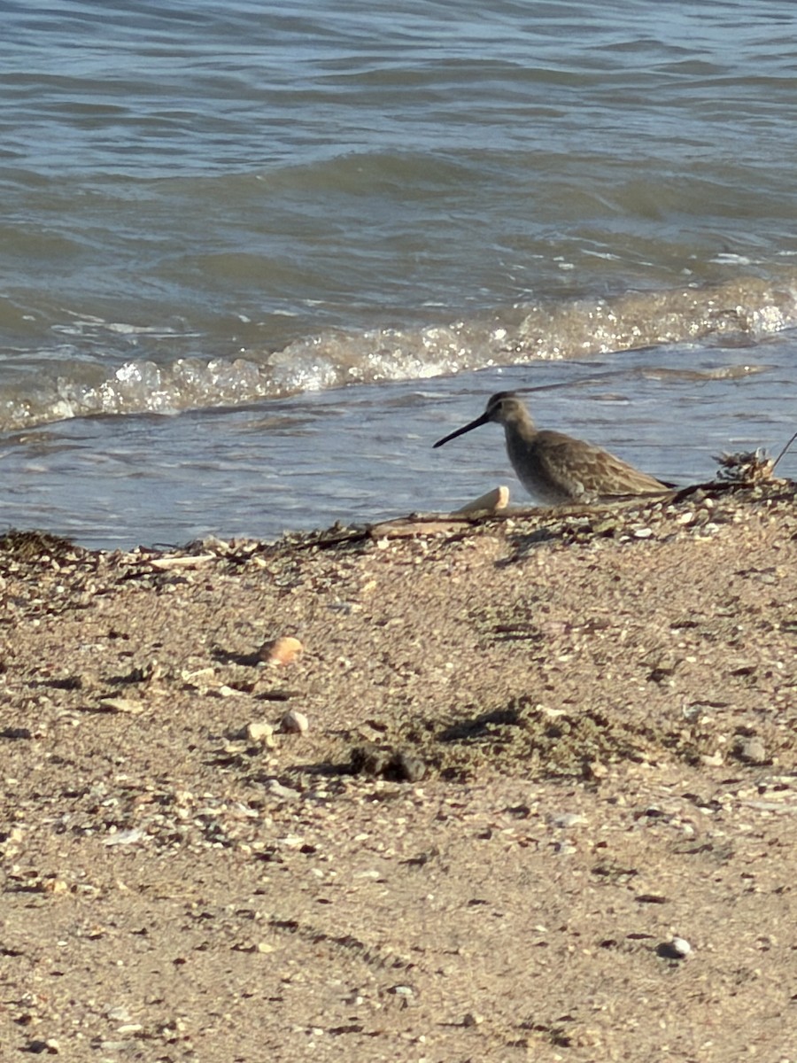 Short-billed Dowitcher - ML646896110
