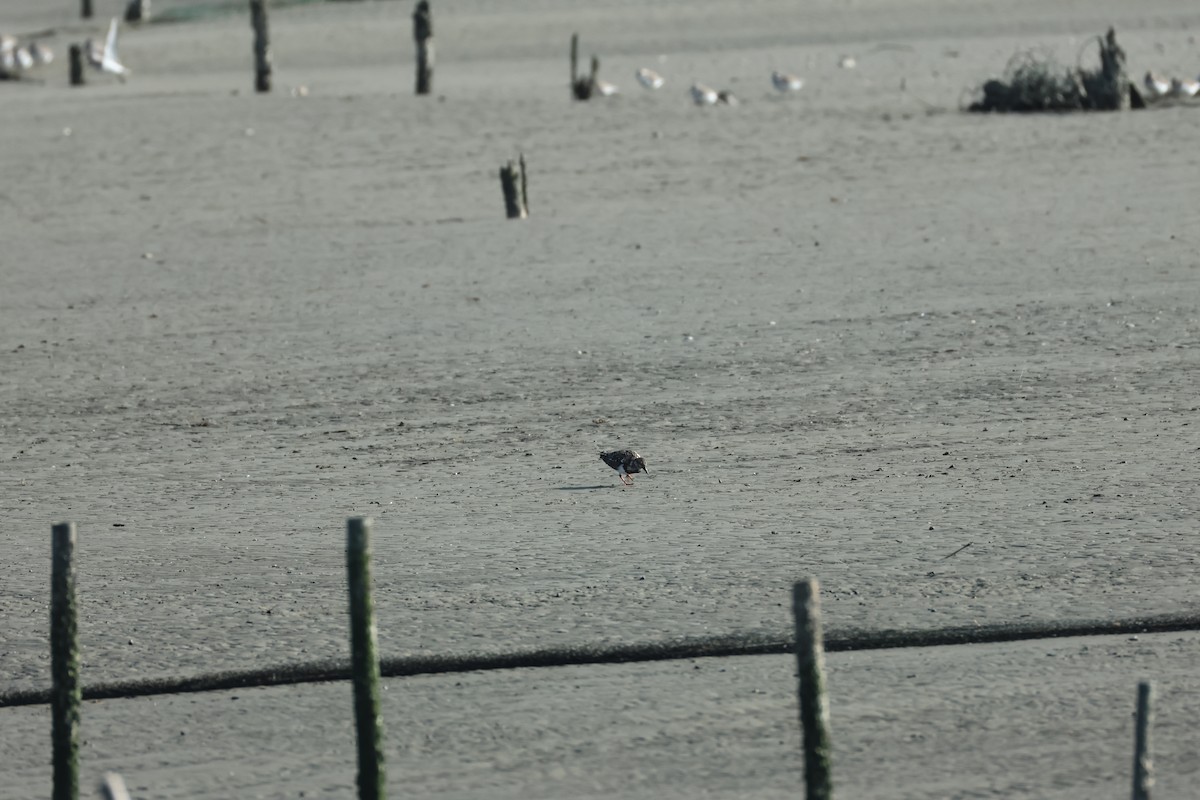 Ruddy Turnstone - ML646896111
