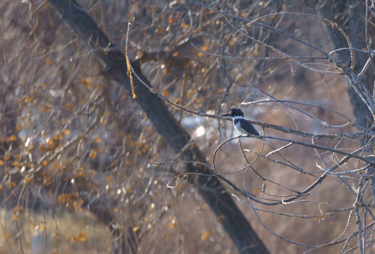 Belted Kingfisher - ML646896113