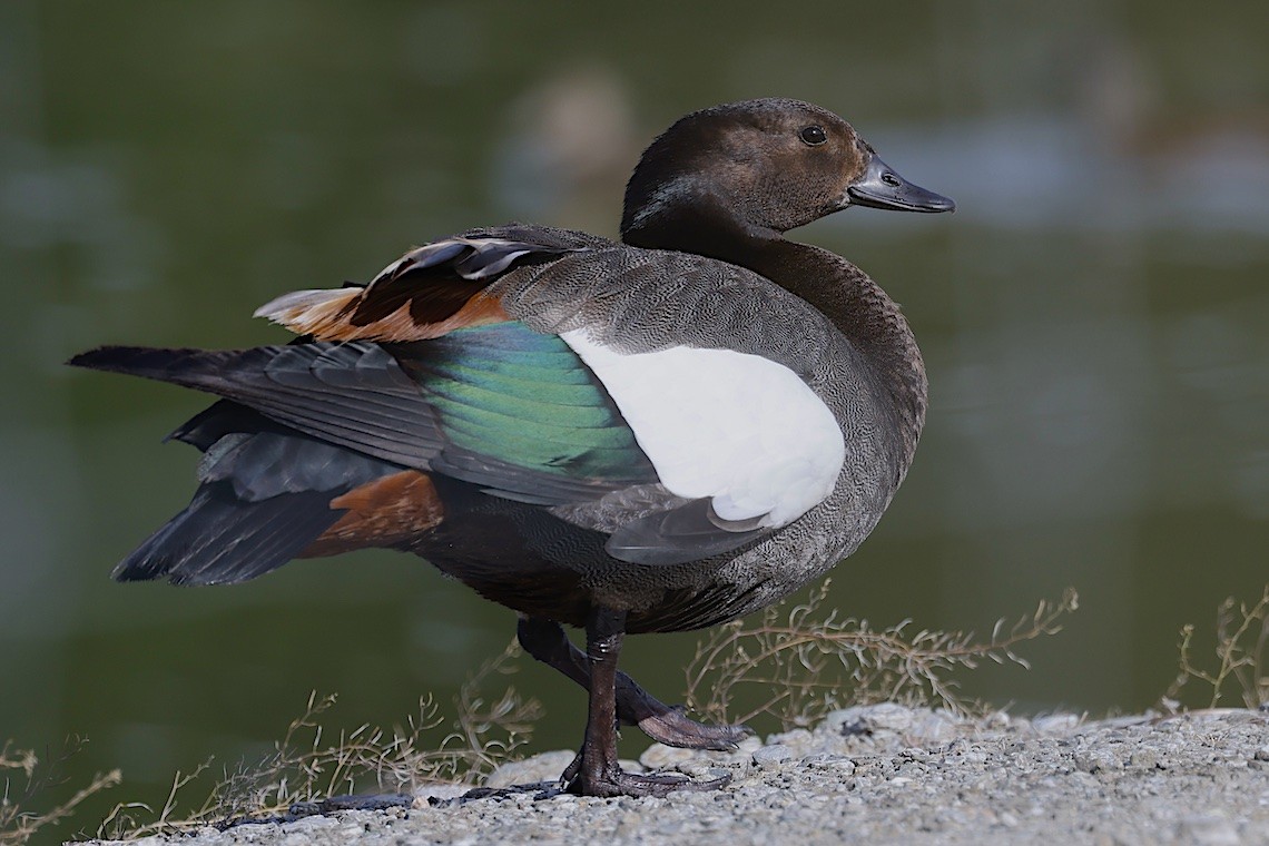 Paradiesgans - ML646896114