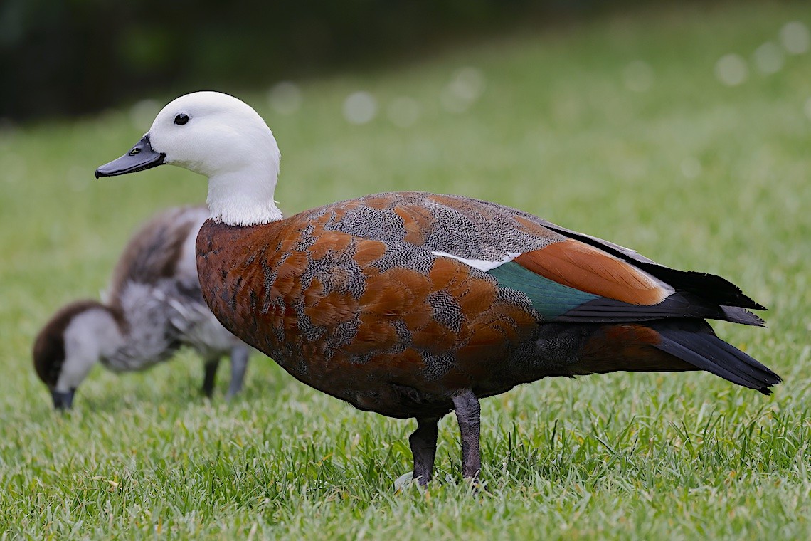 Paradiesgans - ML646896115