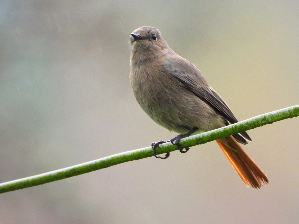 Black Redstart - ML646896116