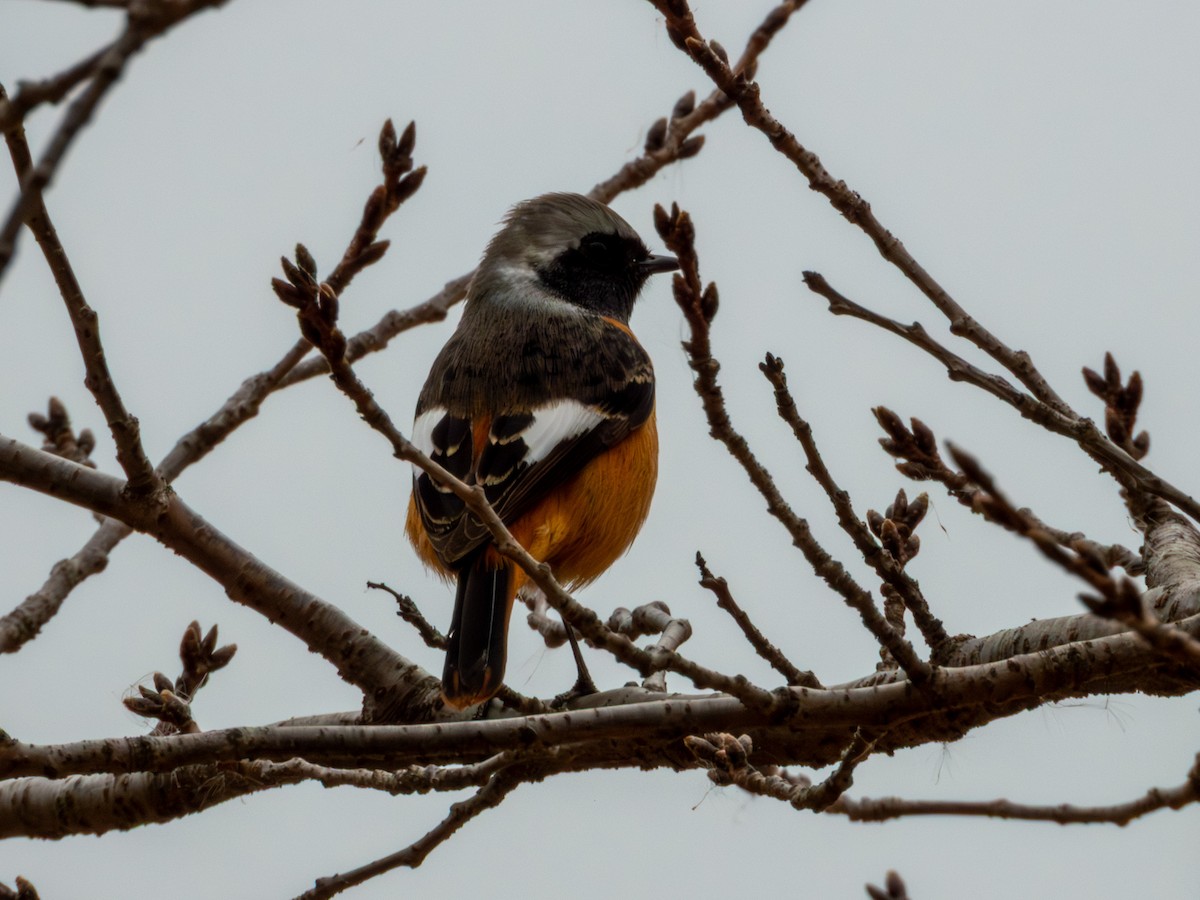 ジョウビタキ - ML646896119