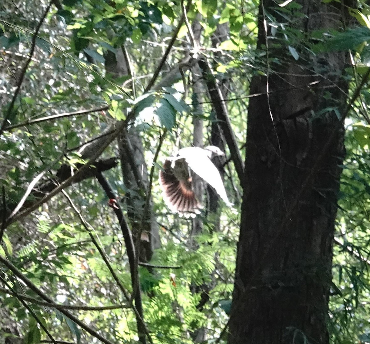 Malay Gece Balıkçılı - ML646896122