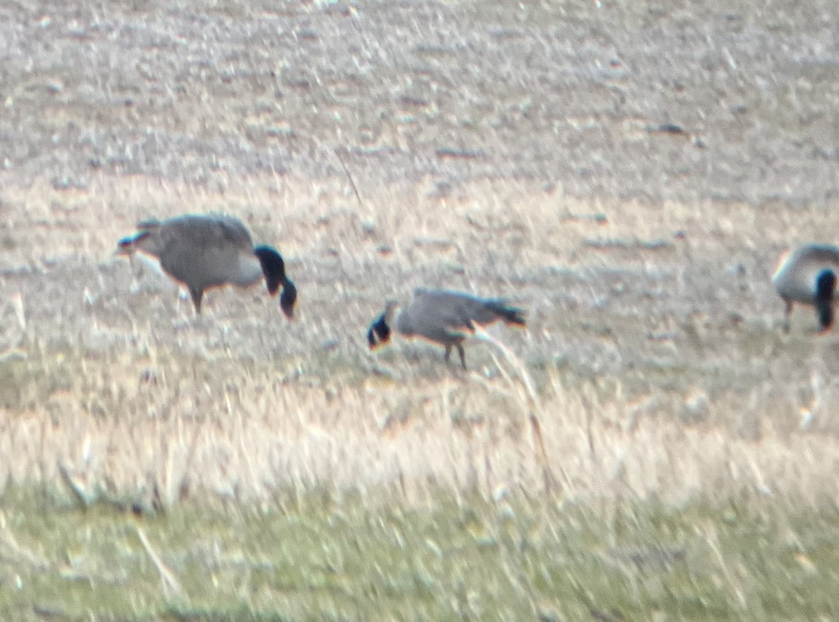 Branta kanadar txikia - ML646896126