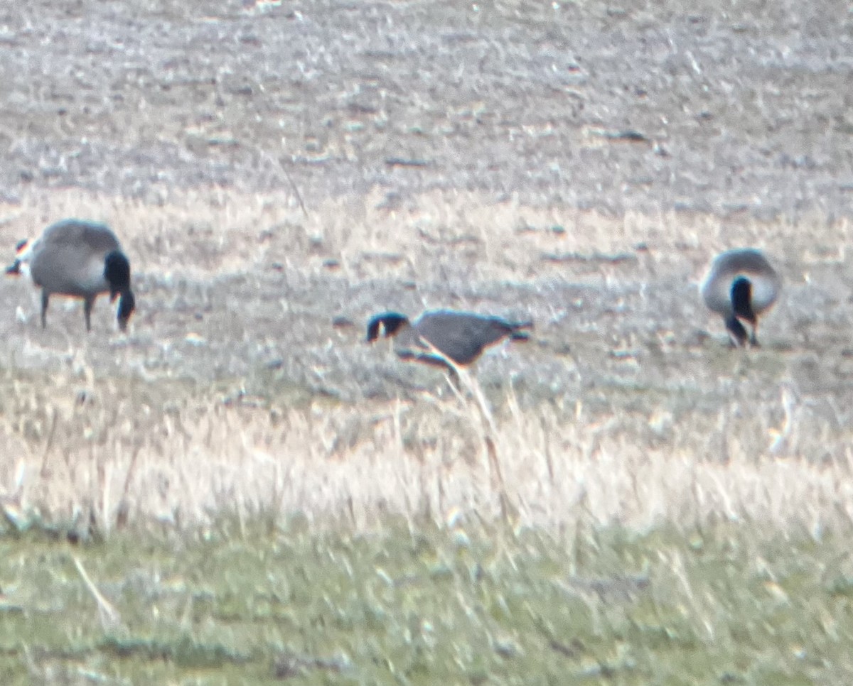 Branta kanadar txikia - ML646896127