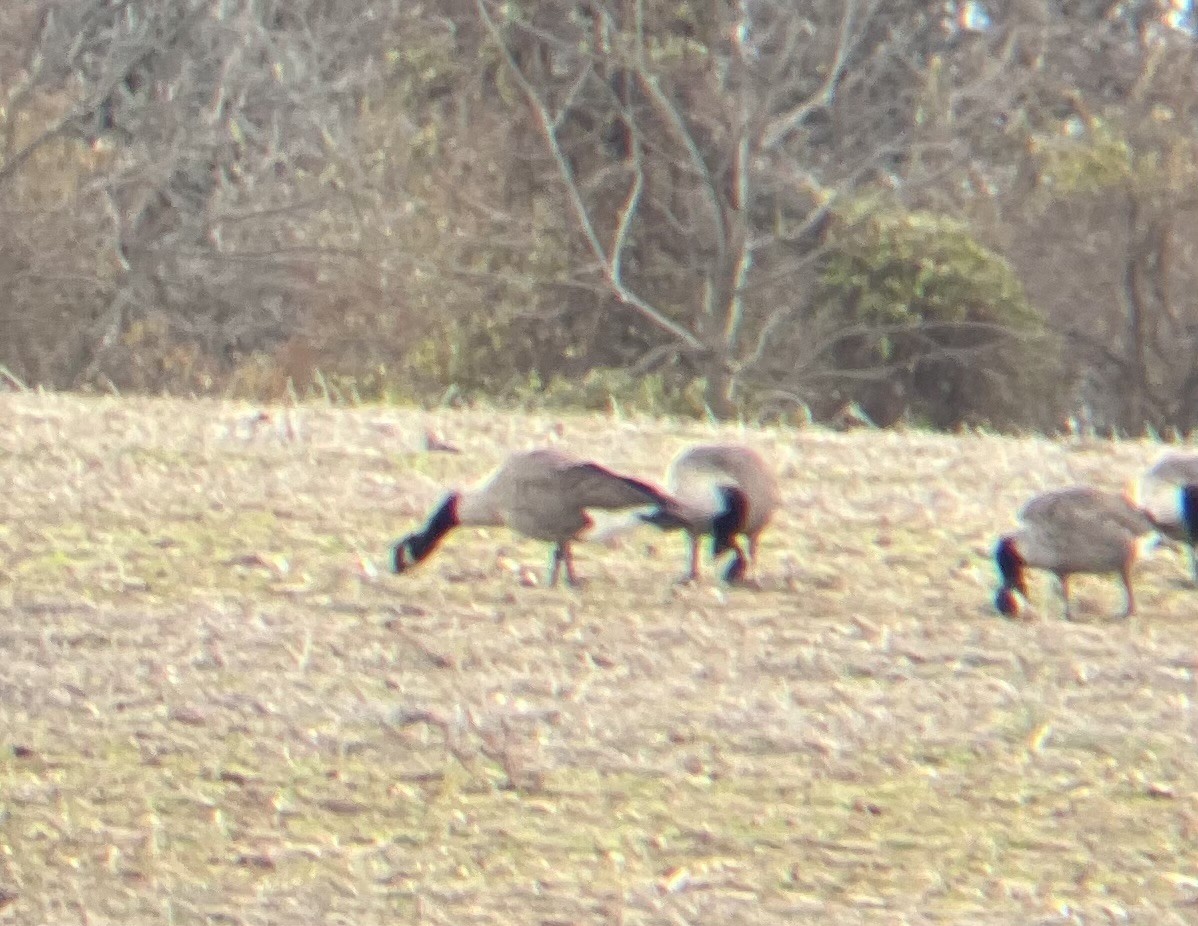 Branta kanadar txikia - ML646896128