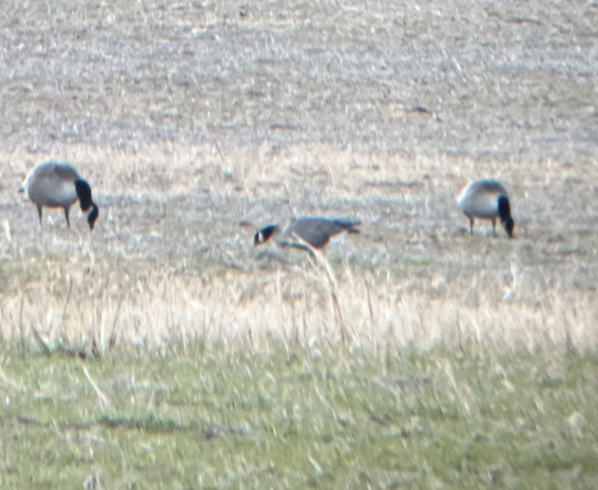 Branta kanadar txikia - ML646896129