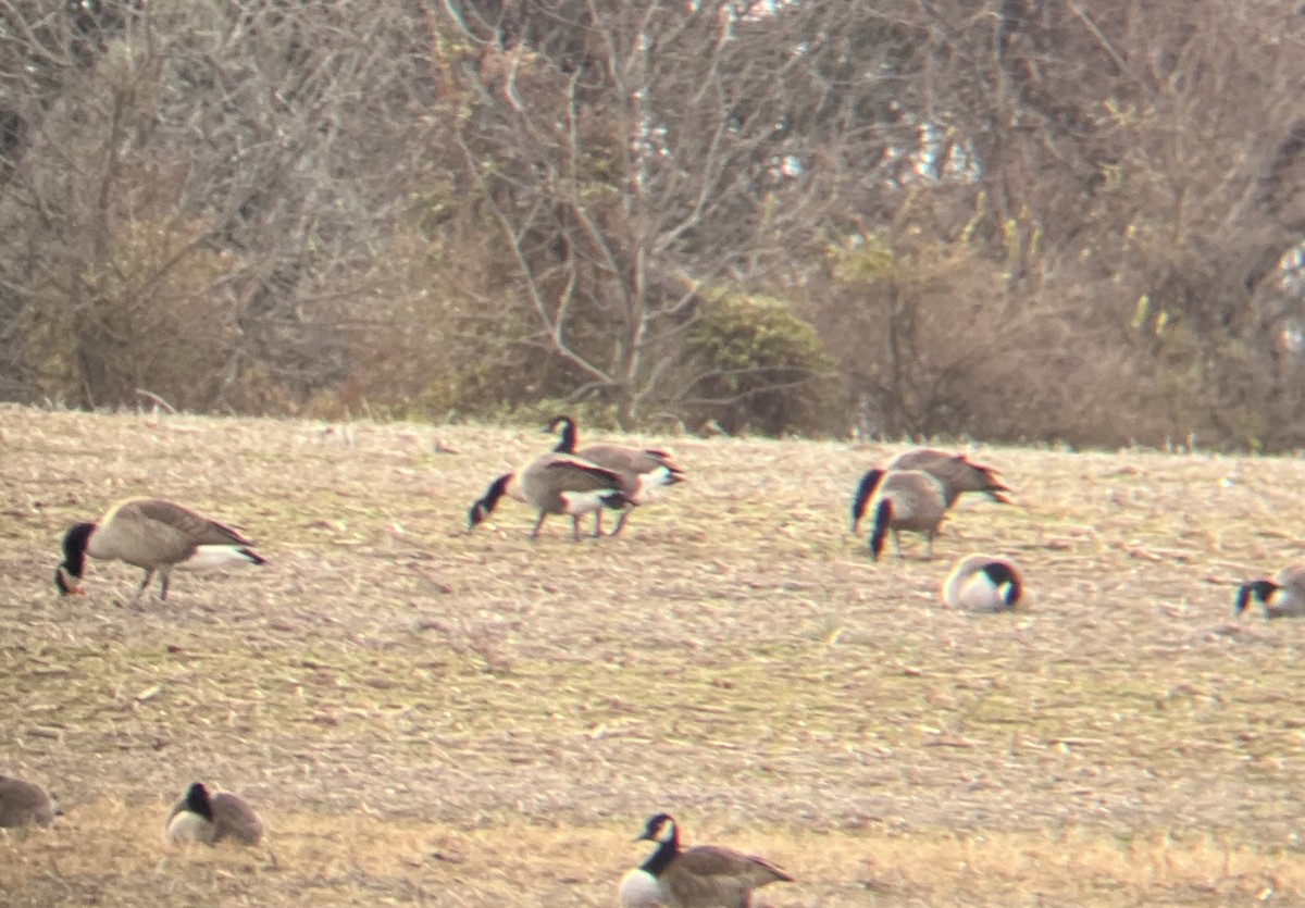 Branta kanadar txikia - ML646896130