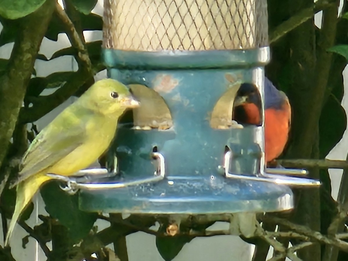 Boyalı Çinte - ML646896134