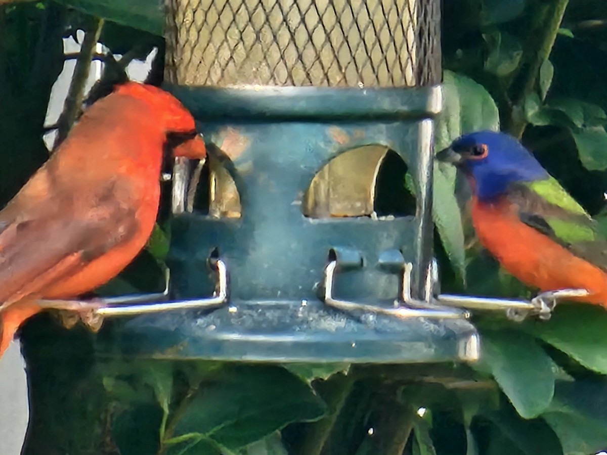 Boyalı Çinte - ML646896135