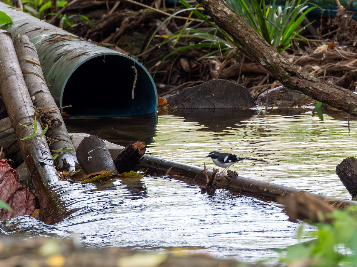 skiferkløftstjert - ML646896140