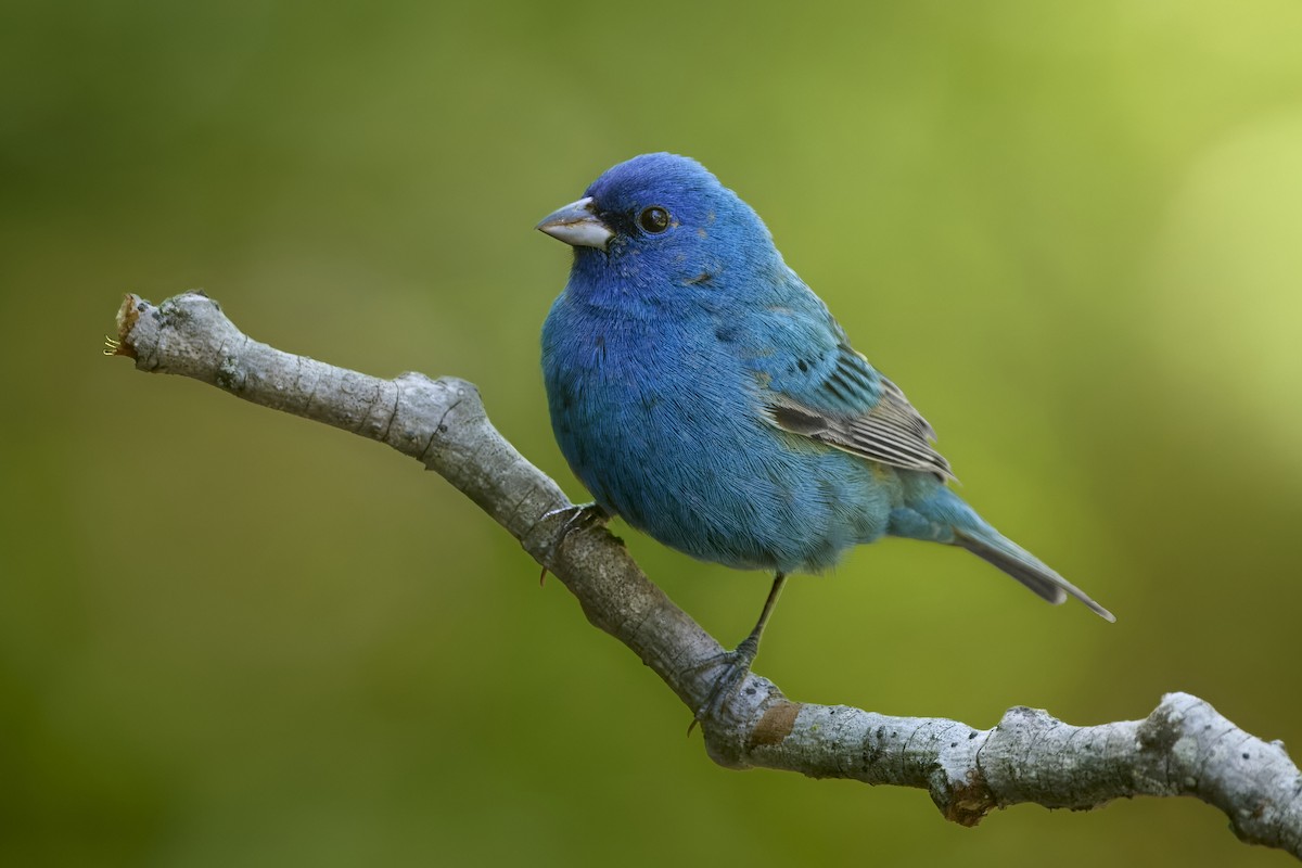 Indigo Bunting - ML646896141