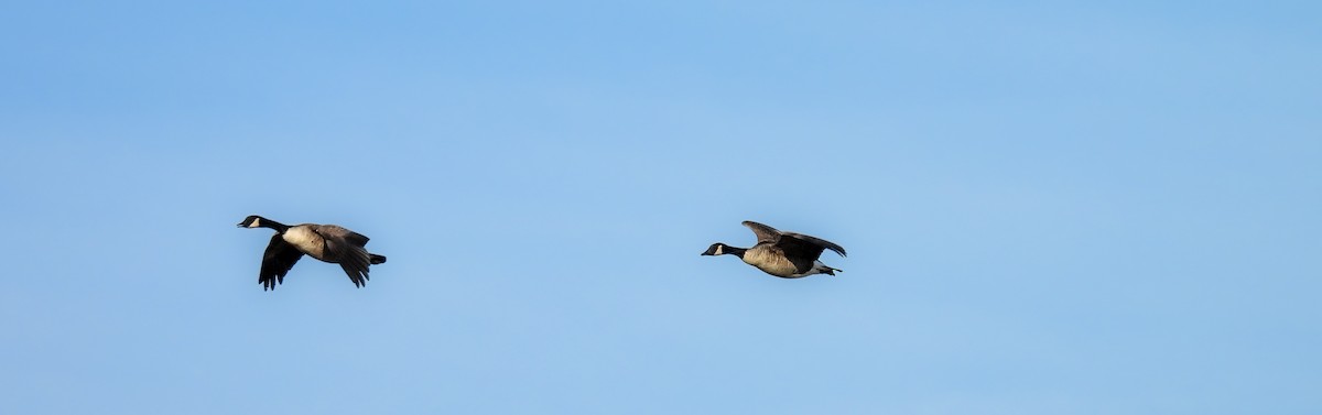 Canada Goose - ML646896150