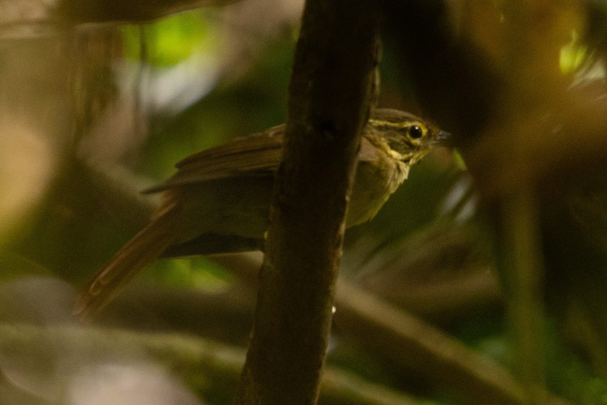 Rufous-rumped Foliage-gleaner - ML646896153