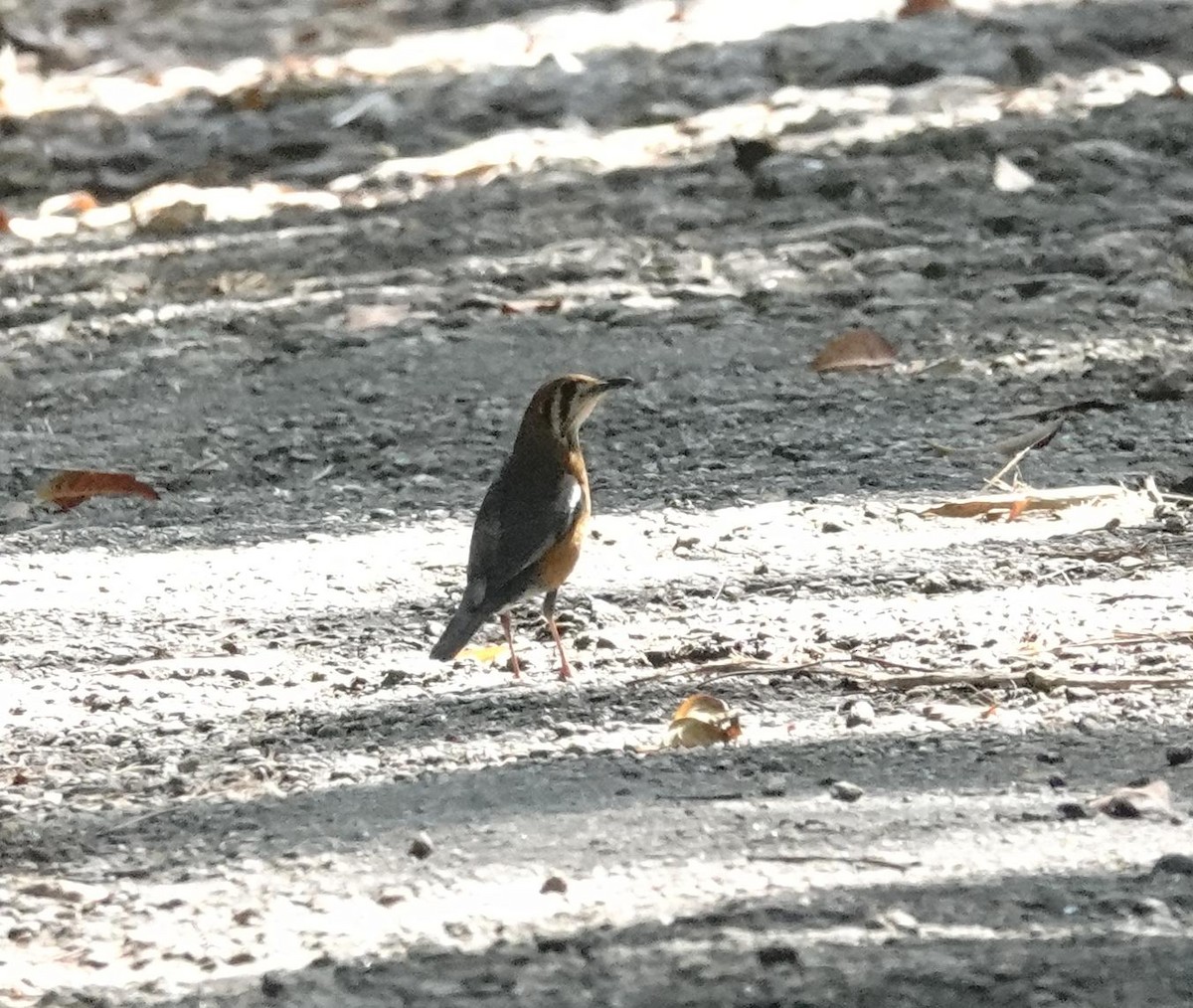 Orange Minivet - ML646896154