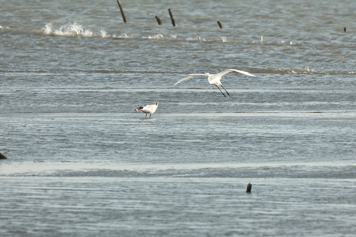 Caspian Tern - ML646896155