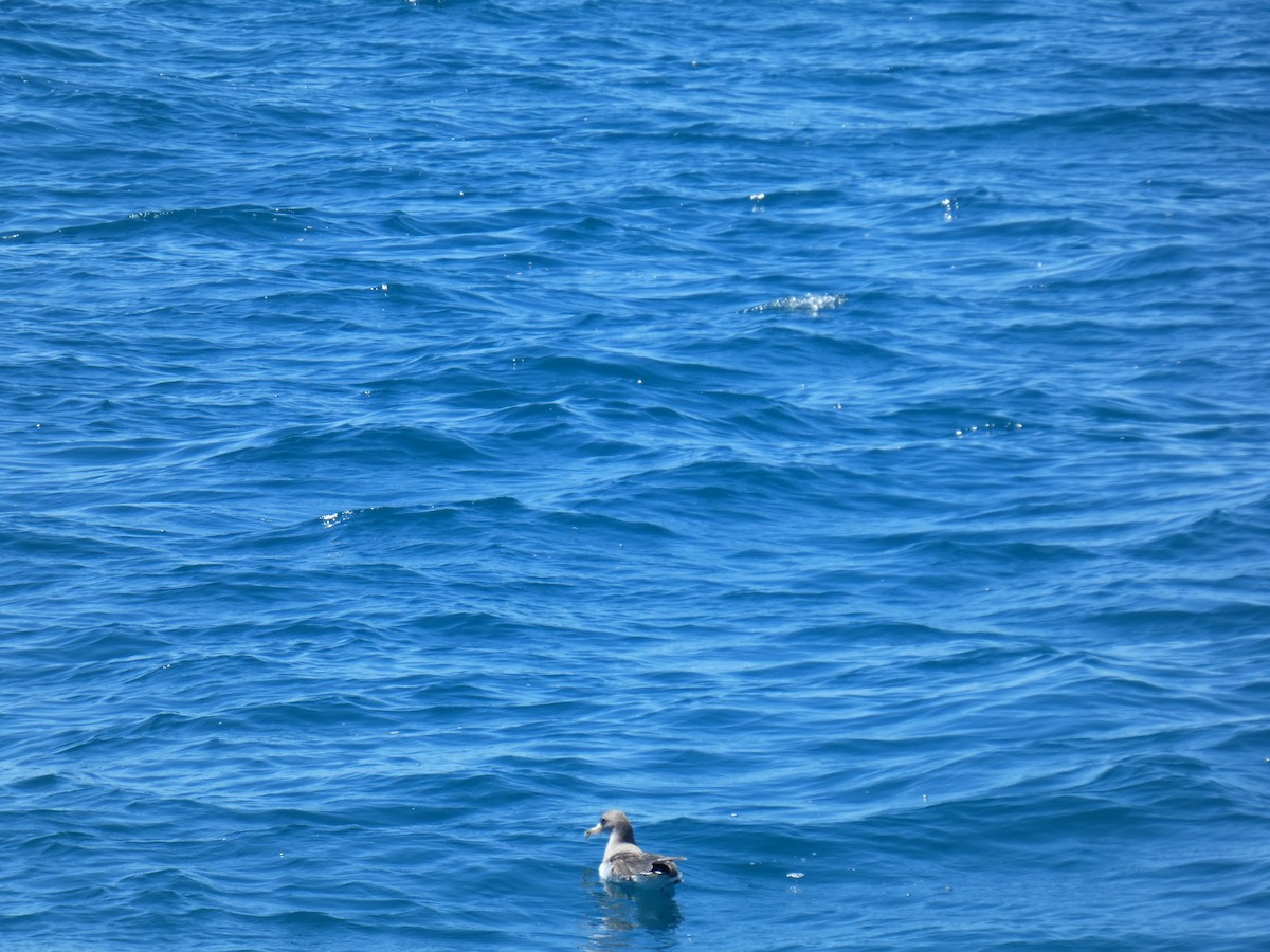 Cory's Shearwater - ML646896161