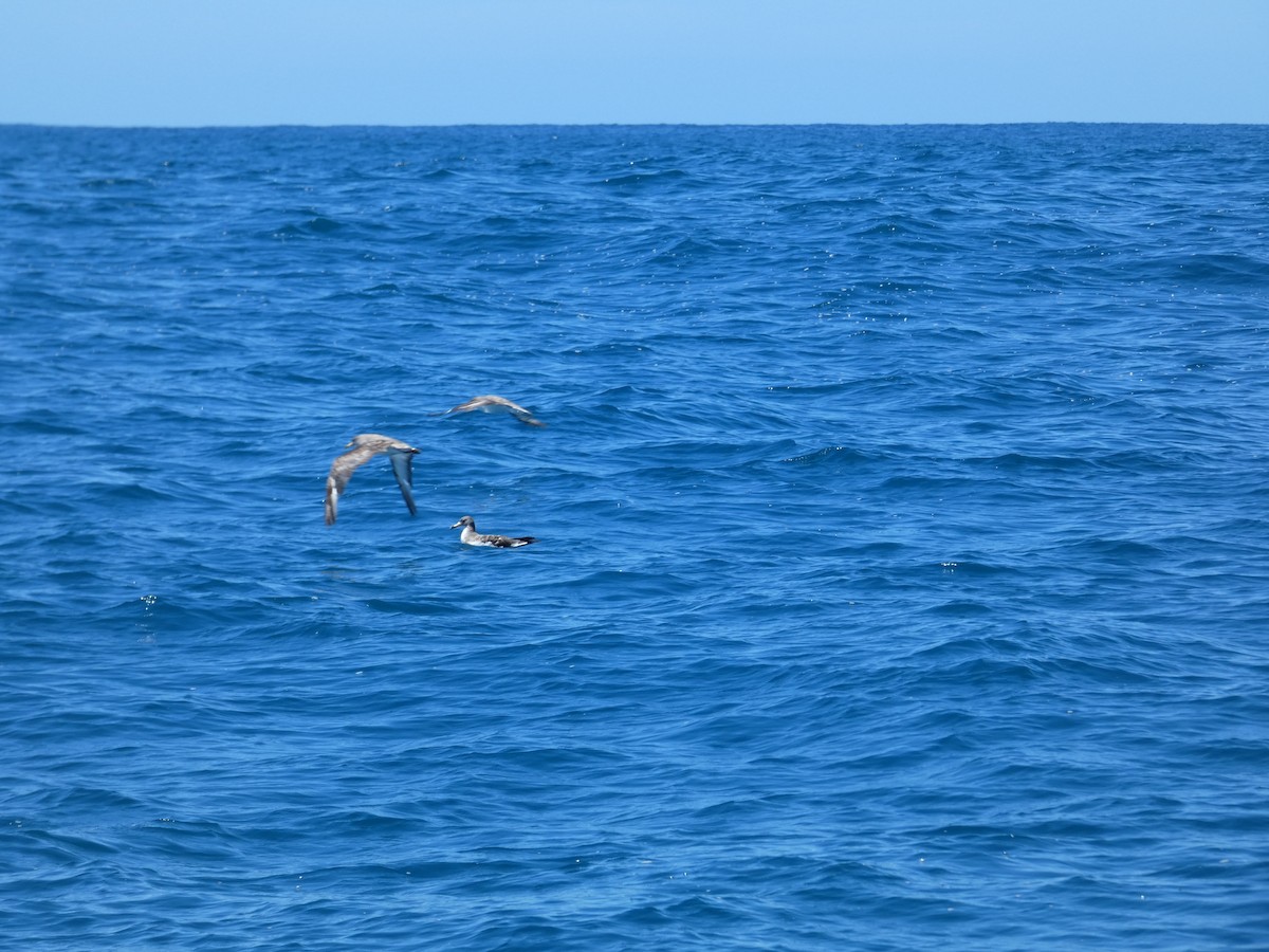 Cory's Shearwater - ML646896162