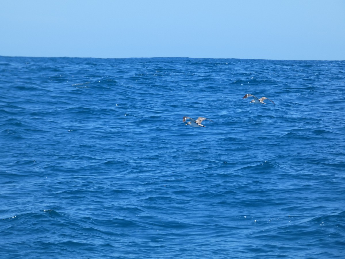 Cory's Shearwater - ML646896163