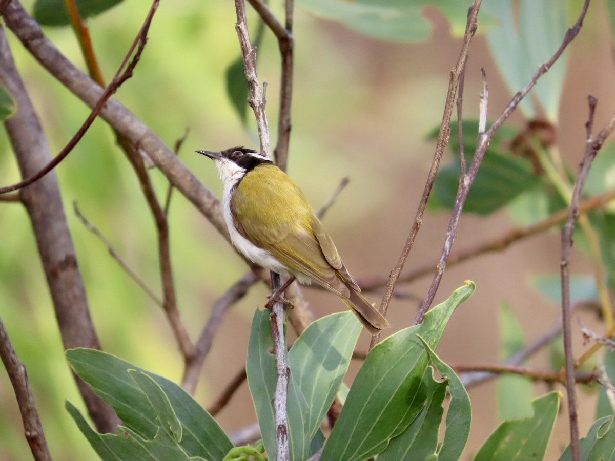 White-throated Honeyeater - ML646896165