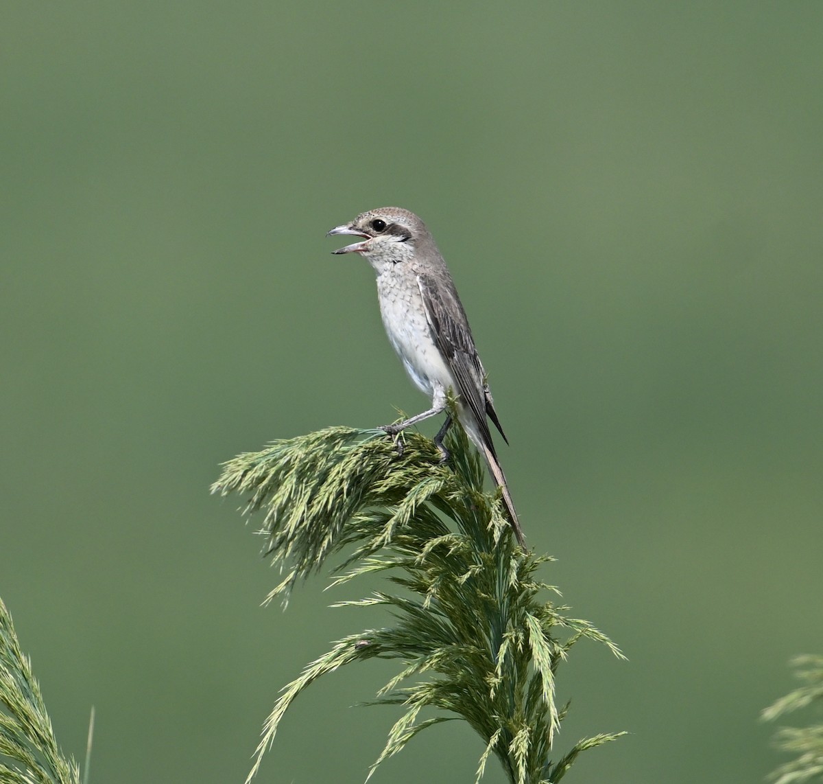 Red-tailed Shrike - ML646896170