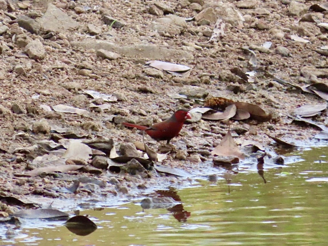 Crimson Finch (Black-bellied) - ML646896171