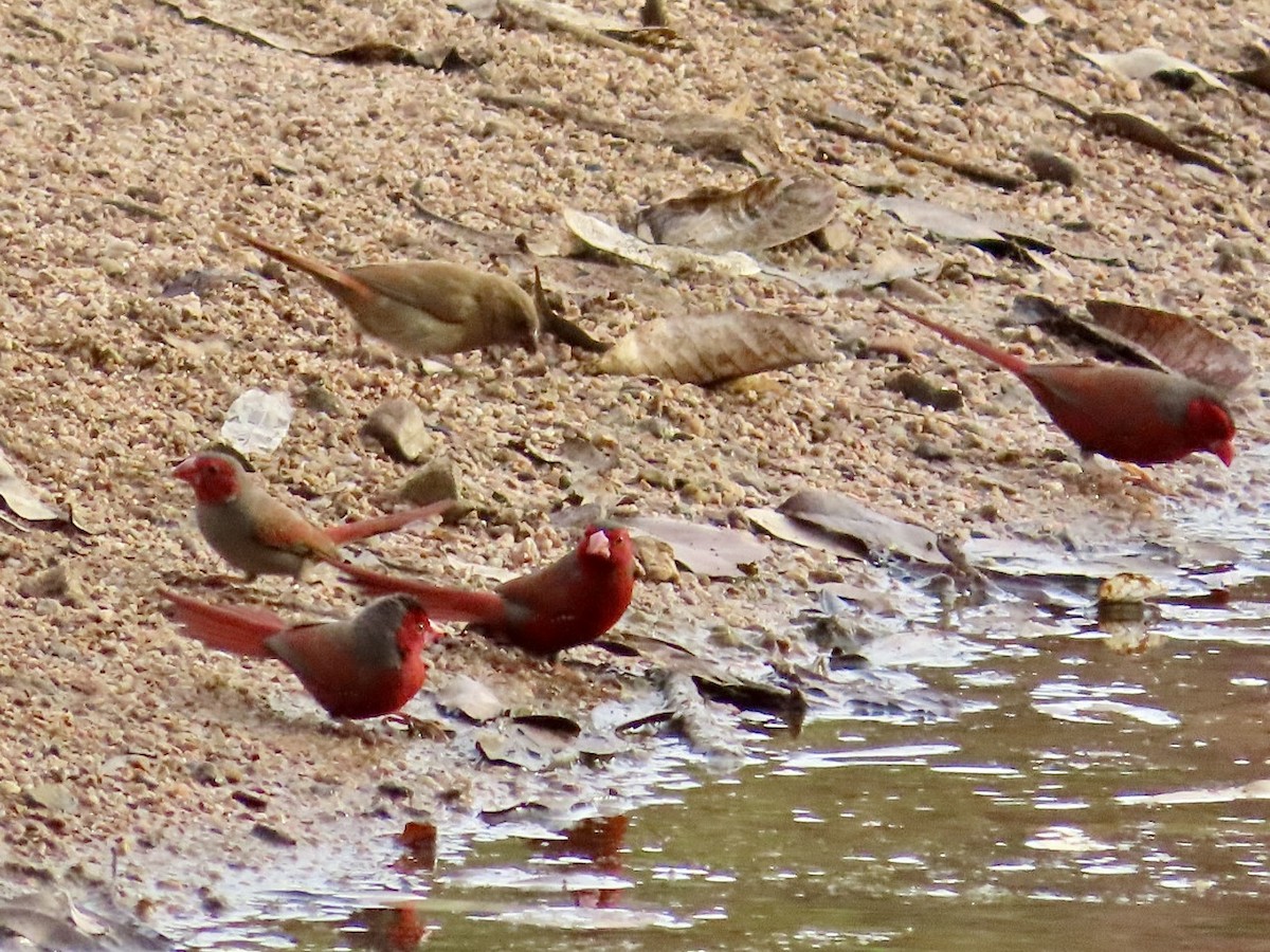 Crimson Finch (Black-bellied) - ML646896172
