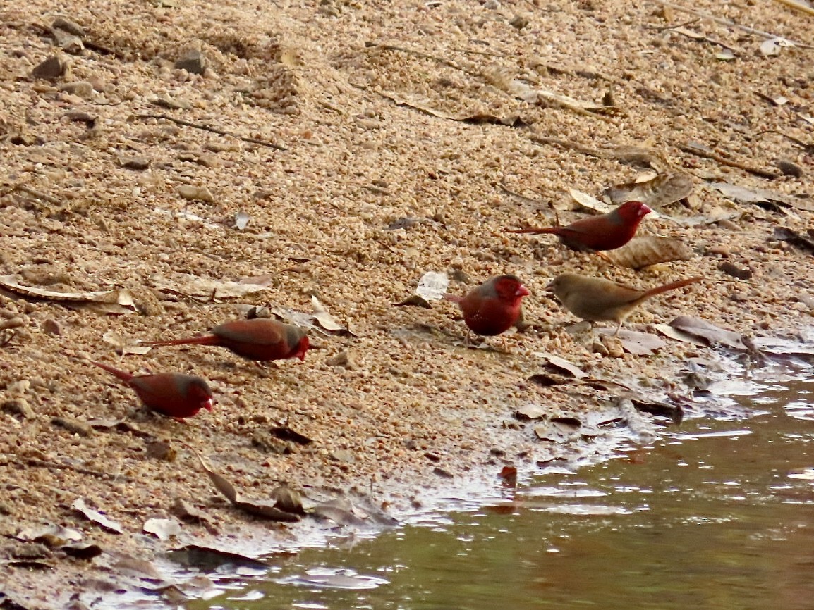 Crimson Finch (Black-bellied) - ML646896173