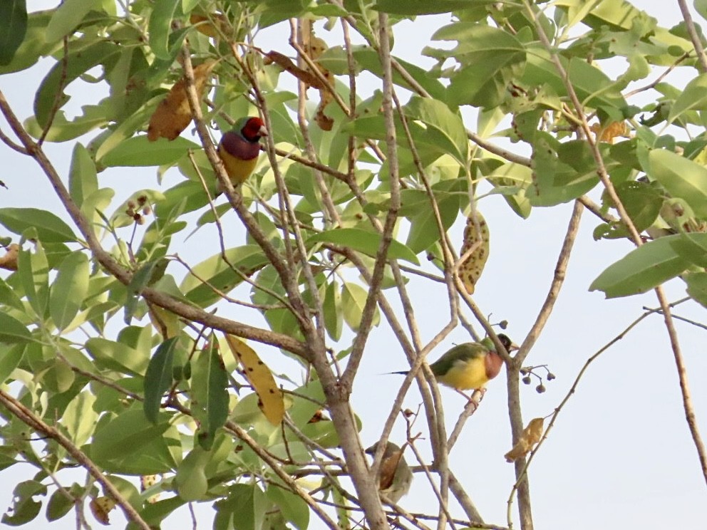 Gouldian Finch - ML646896176
