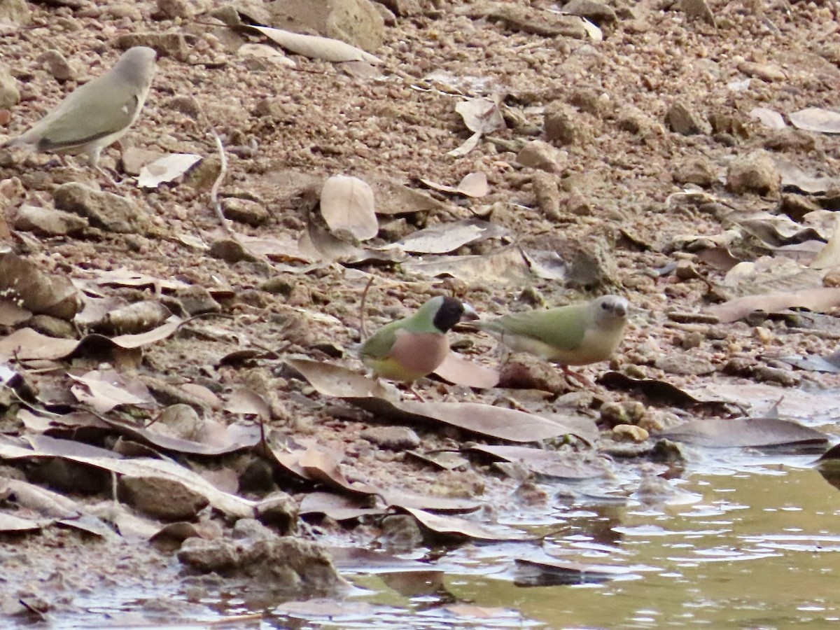 Gouldian Finch - ML646896177